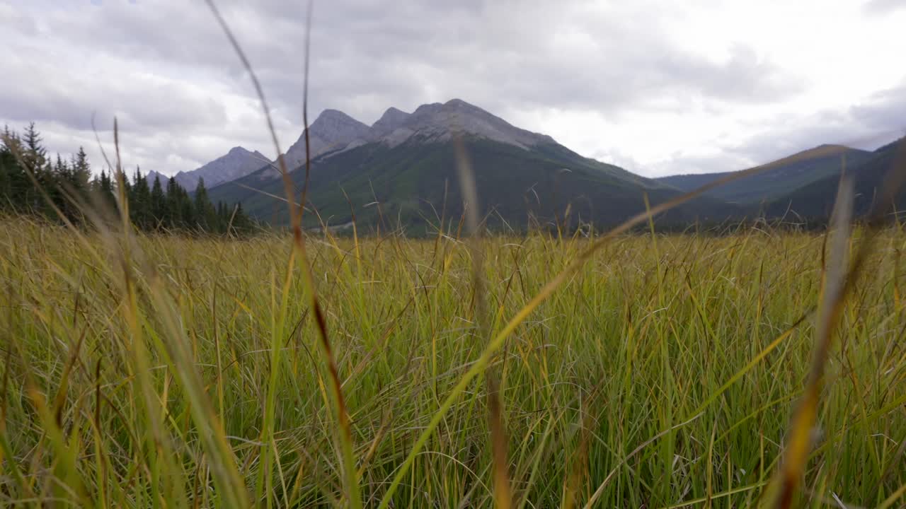 Panning shot through the grass in the mountains.