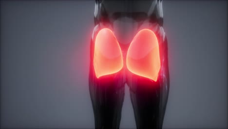 gluteus maximus - leg muscles anatomy animation