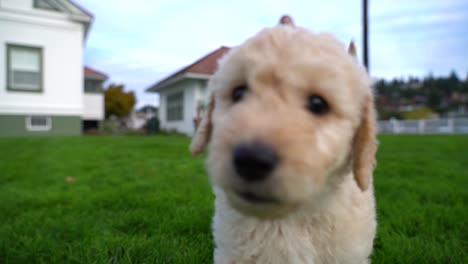 white goldendoodle puppy plays with the camera