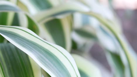 primer plano de hojas de rayas verdes a la luz solar natural
