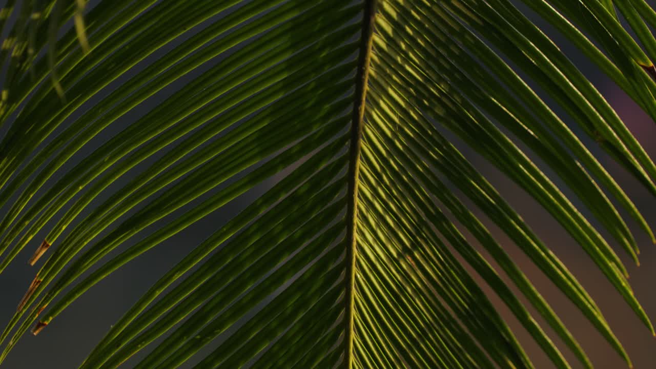 Bright Green Palm Tree Leaf Texture Background