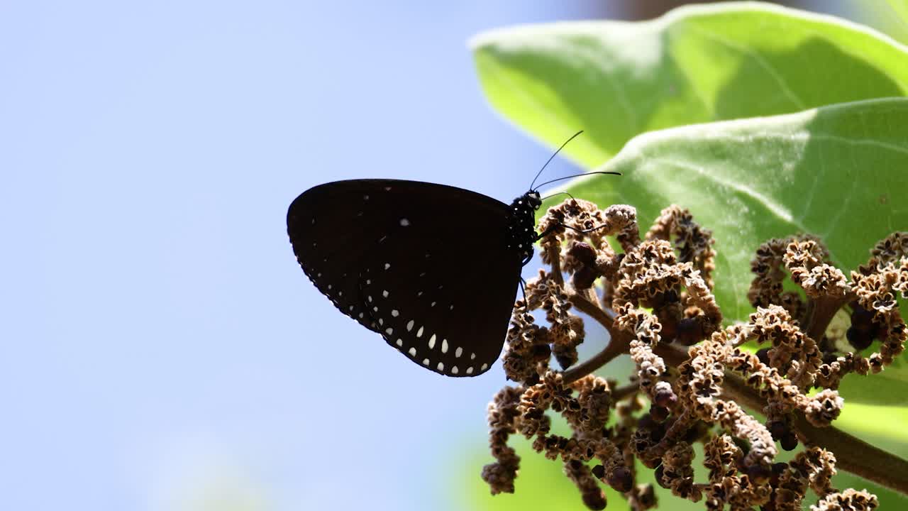 бабочка, отдыхающая на листе под солнечным светом