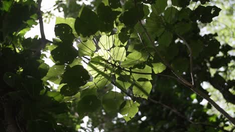 upward shot through tall trees with sunlight softly filtering through the leaves. the camera pans, capturing the serene interplay of light, shadow, and nature's peaceful canopy overhead