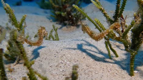two very rare seahorse hippocamous tyro are hanging on sea grass in mauritius island