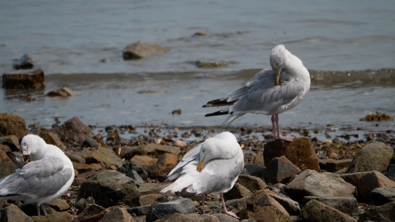 múltiples gaviotas se acicalan sus plumas en una costa rocosa mientras las pequeñas olas del océano ondulan en el fondo