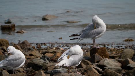 Varias-Gaviotas-Se-Acicalan-Las-Plumas-En-Una-Costa-Rocosa-Mientras-Las-Pequeñas-Olas-Del-Océano-Ondulan-En-El-Fondo