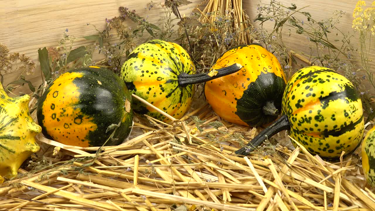 Multicolored decorative small pumpkins lie on dry herbs