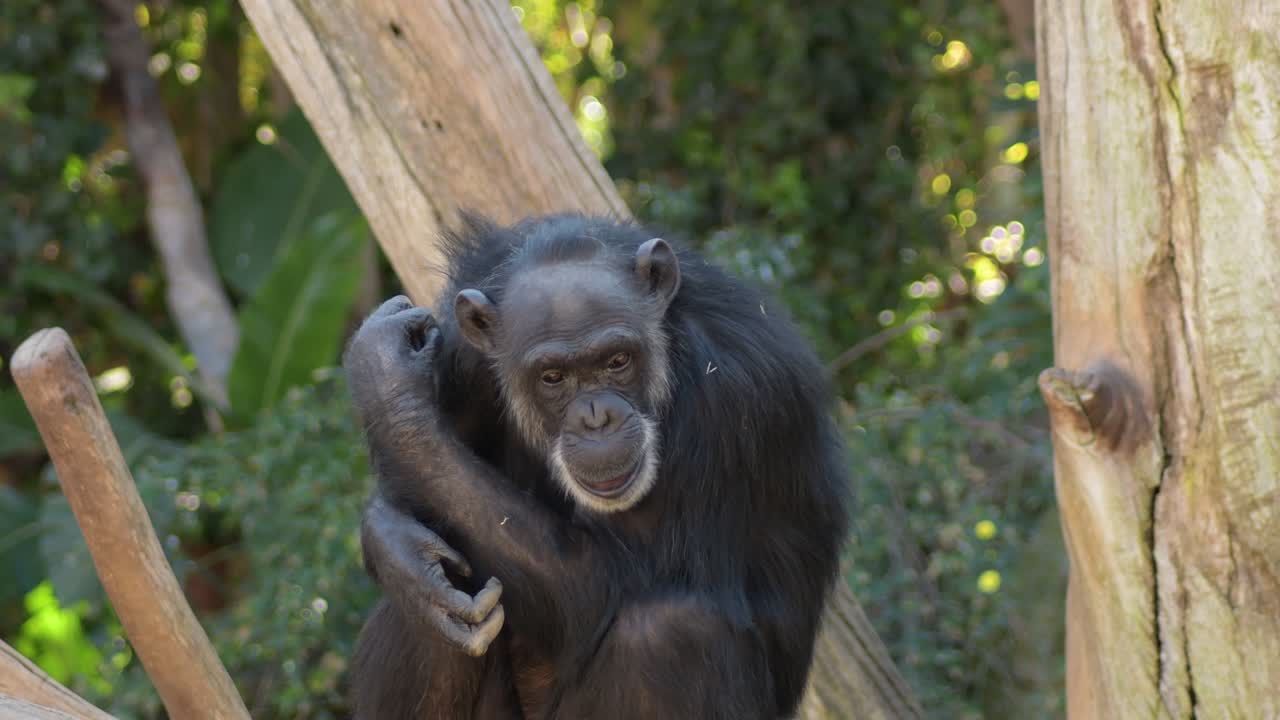 el chimpancé común arrastrándose y gestando en un árbol - pan troglodytes