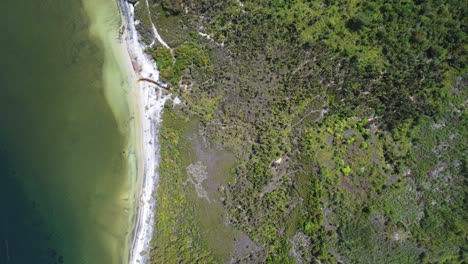 árboles secos madagascar, largo disparo dolly dron
