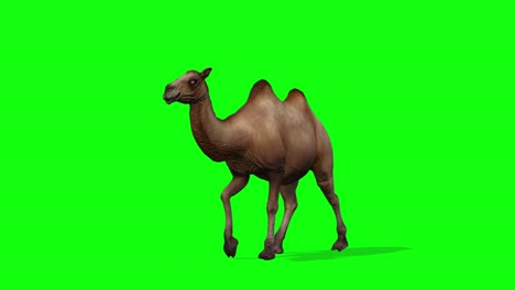 camel running seamless loop, green screen chromakey