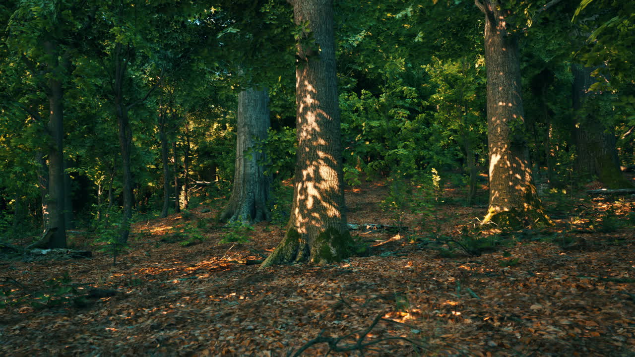 rayos de sol iluminando un denso bosque