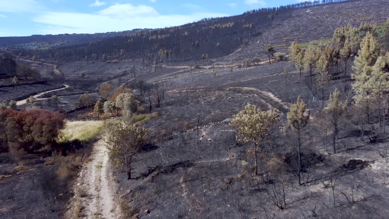 destroyed terrain from wildfire with few living plants on mountain landscape, aerial