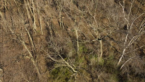 Tier-Hirsche-Im-Wald-Mit-Kahlen-Bäumen-An-Sonnigen-Tagen