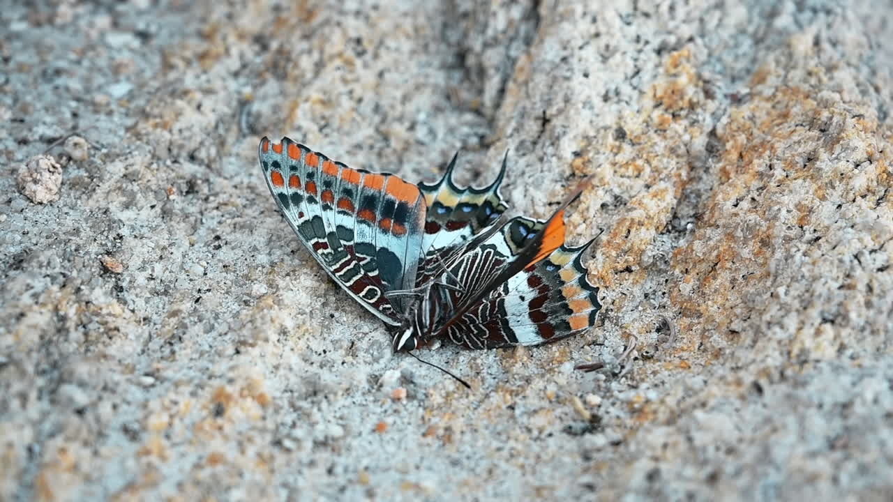 Dead butterfly lying on the sand of a beach. Slow motion