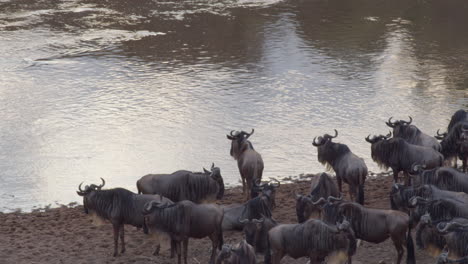 Eine-Große-Herde-Gnus-Ist-Sich-Der-Gefahren-Des-Mara-Flusses-Bewusst-Und-Wird-Unruhig,-Als-Sie-Den-Mut-Aufbringen,-Ihn-Zu-überqueren