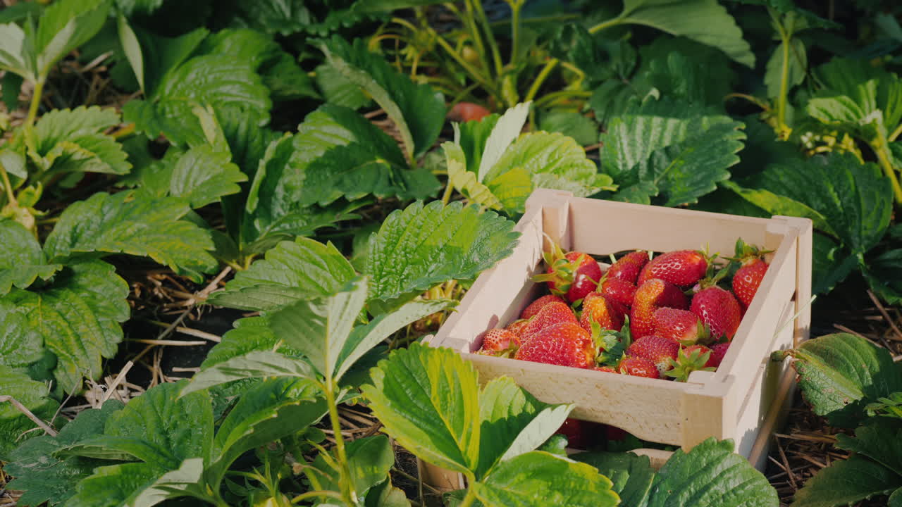 la mano del granjero pone una baya de fresa grande en una caja 1