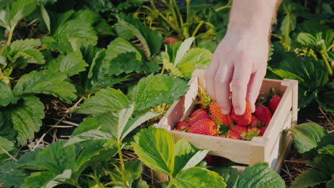 farmer's hand puts a large strawberry berry in a box 1