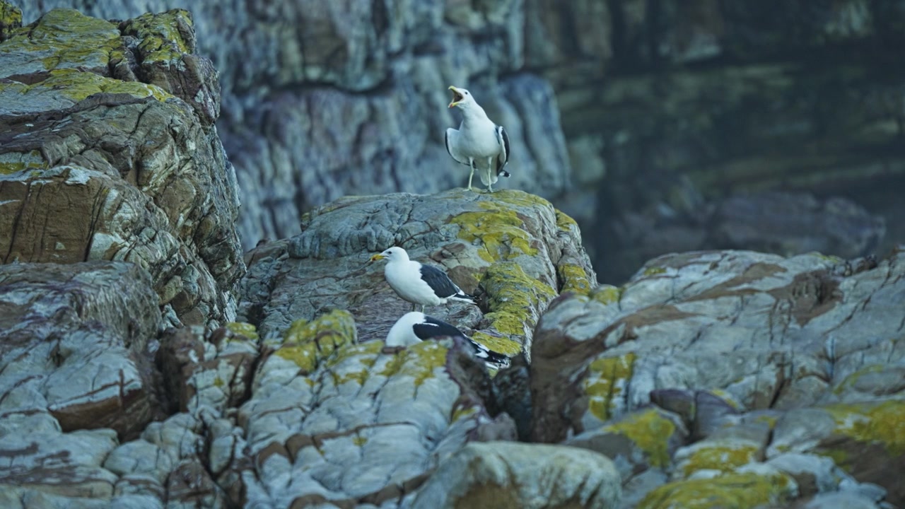 Gabbiani del kelp appollaiati tra rocce costiere frastagliate accanto all'Oceano Atlantico nella Riserva Naturale di Capo di Buona Speranza, Sudafrica, che mostrano uccelli marini nel loro habitat roccioso naturale