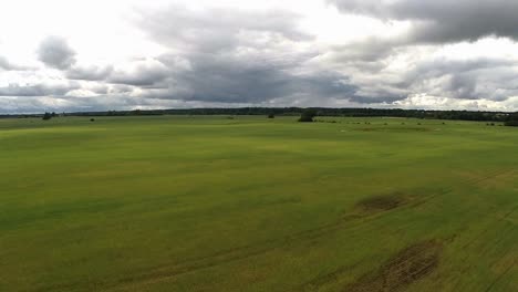 green agriculture fields. aerial footage