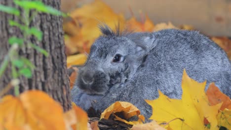 french lop is a breed of domestic rabbit developed in france in the 19th century from the selective breeding of english lop and flemish giant stock.