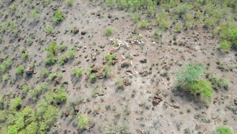 aerial of a shepherd herding his goats in rural kenya