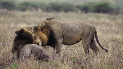 Dos-Leones-Lamiéndose-Y-Limpiándose-La-Piel,-En-El-Kalahari-Central