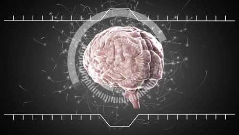 cerebro giratorio y círculos blancos