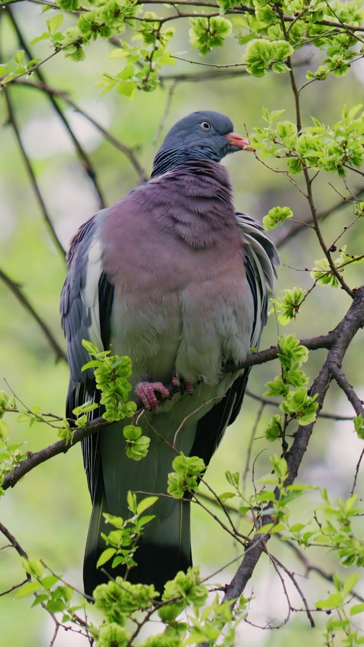 Um pombo empoleirado num galho de árvore com folhas verdes frescas, capturado num ambiente natural