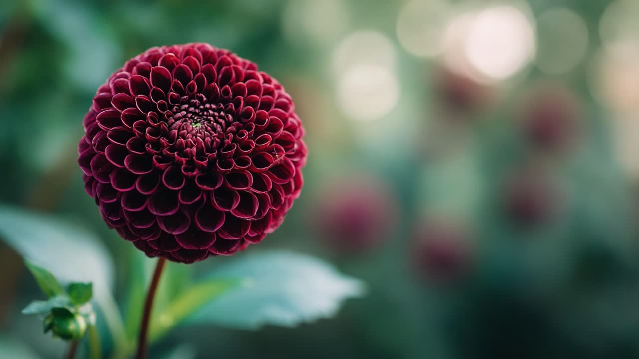Captivating Close-Up of a Lush, Vibrant Red Flower with Intricate Petals Surrounded by a Dreamy, Blurred Green Background in a Garden Setting