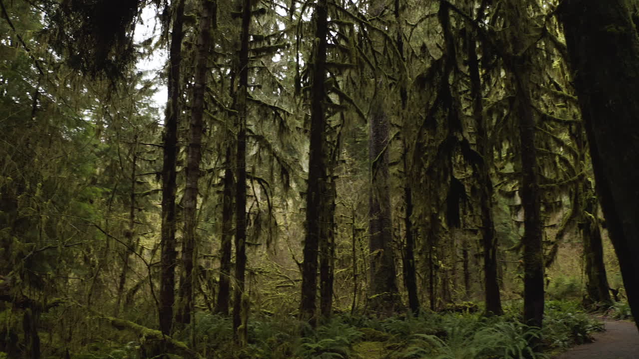 árboles de arce de hojas grandes con musgo a lo largo del sendero hall of mosses dentro del bosque tropical de hoh, washington, estados unidos
