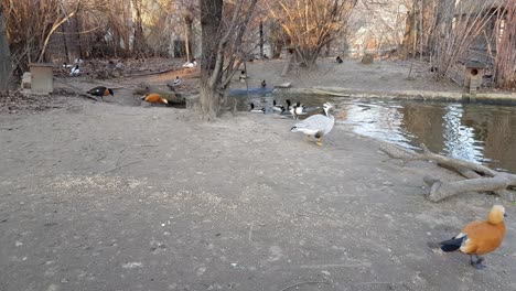 red-crested pochard next to a lake full of ducks, wigeons and pochards