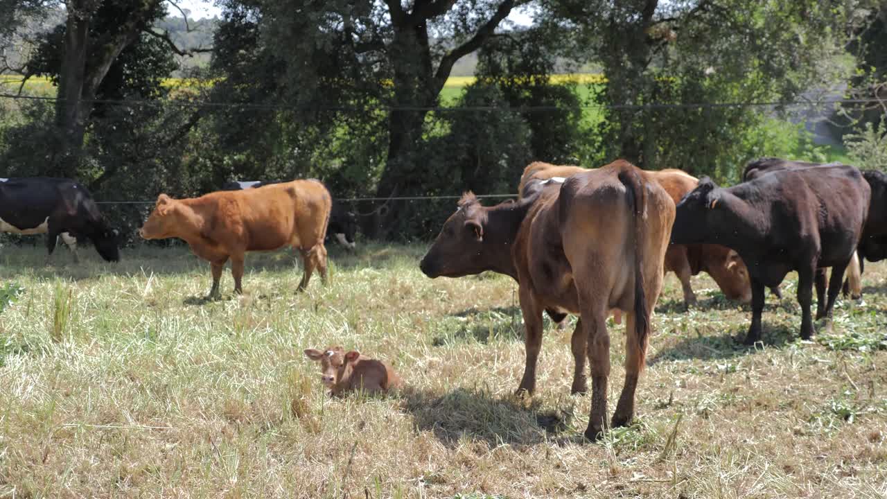 Cows and Calf in a Pasture