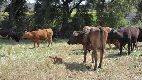 cows and calf in a pasture
