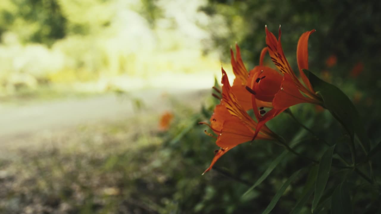 flores silvestres, en las montañas de los andes de chile