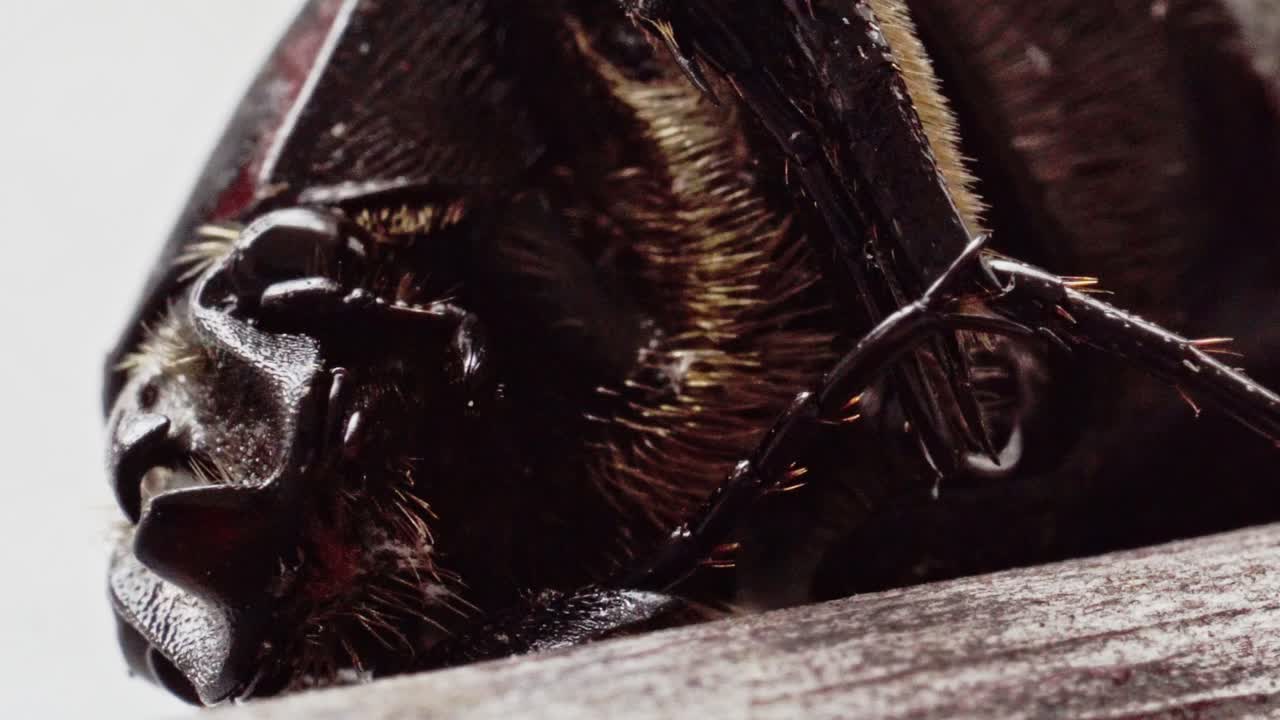 Extreme close-up of a beetle's intricate textures and details captured in high definition