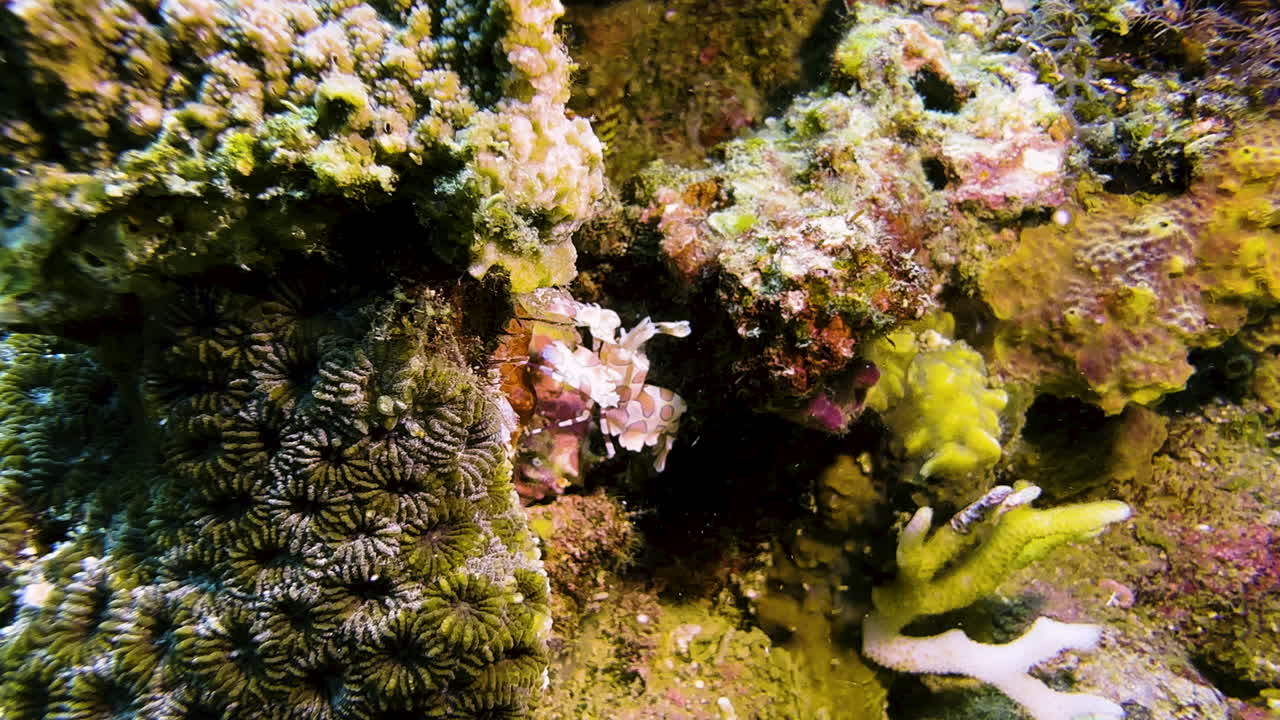 Un gambero arlecchino riparato da un blocco di corallo colorato. Questo crostaceo raro e bellissimo inizialmente volge le spalle alla fotocamera, per poi girarsi di lato.