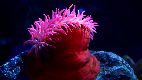 anémona de los peces rojos