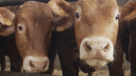 a close up of a pair of bulls in a barn