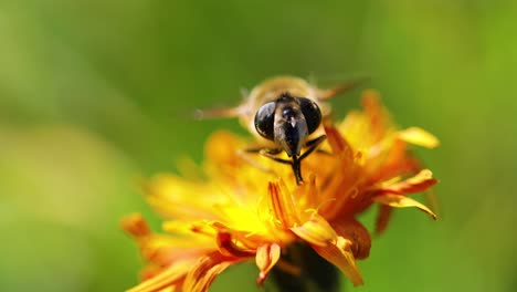 Wasp-collects-nectar-from-flower-crepis-alpina