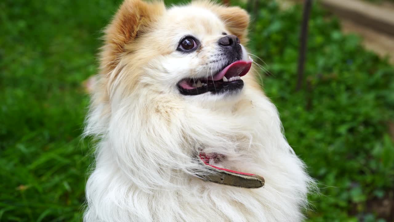 개는 서서 뒷마당의 녹색 배경에서 음식을 찾고 있습니다.