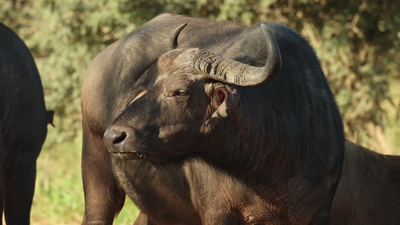 Female Cape buffalo looking to the side in beautiful soft light, Kruger National Park.