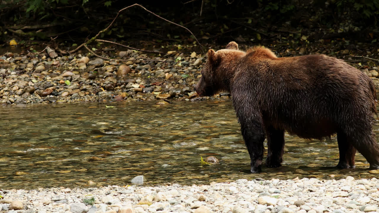 Grizzly Bear and cub eating salmon from shallow river in British Colombia