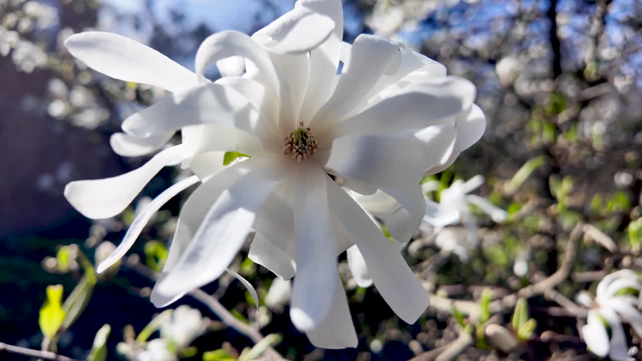 Primer plano de una flor de magnolia estrella blanca en un jardín primaveral, con un bokeh soleado que resalta los delicados pétalos