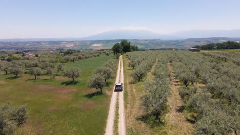 Wide-angle-drone-shot-panning-upwards-following-a-vehicle-driving-on-a-dirt-road-surrounded-by-olive-trees-with-a-mountain-in-the-distance