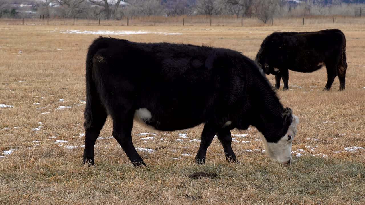 열린 공간에서 방목하는 소