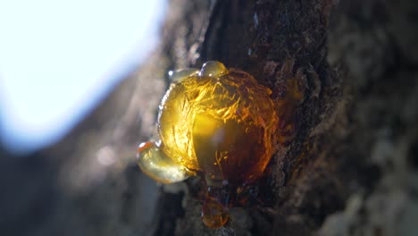 primer plano soleado en una gota seca de savia de árbol