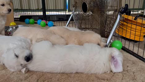 Golden-Retriever-Pup-Finding-Space-Amongst-Litter-To-Lay-Down-Near-Floor-Fan