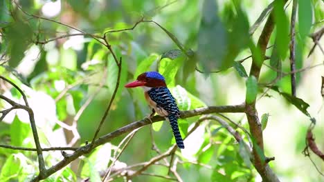 un martín pescador de árboles y una de las aves más hermosas que se encuentran en tailandia dentro de las selvas tropicales