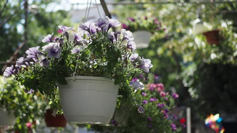 beautiful hanging petunias in a white pot