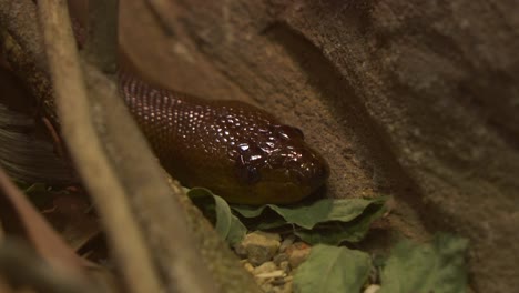 non-venomous woma python, aspidites ramsayi endemic to australia, spotted hunker down next to burrow on the forest ground at daytime, close up shot